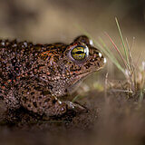 Amphibians